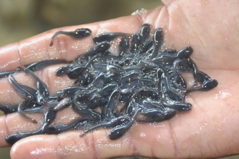 Cara Budidaya Ikan Lele Sangkuriang di Terpal